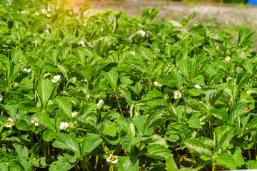 Fototapeta na wymiar White strawberry flowers in close-up. The concept of spring and summer, agriculture and gardening