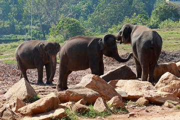 Fototapeta na wymiar Elephants in Pinnawala Orphanage, Sri Lanka