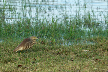 Indian pond heron, Kandamala Lake, close to Dambulla, Sri Lanka