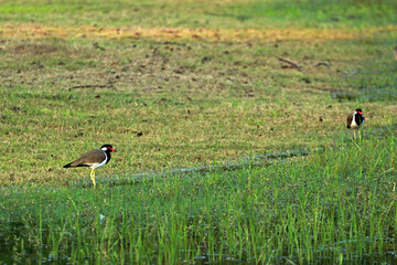 Red-wattled lapwing, Kandamala lake, Sri Lanka