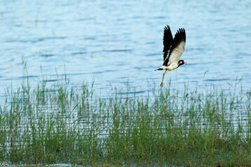 Red-wattled lapwing, Kandamala lake, Sri Lanka
