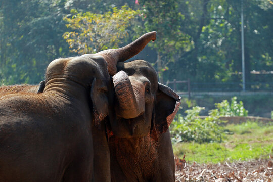 "Happy Elephant" Images – Browse 1,138 Stock Photos, Vectors, and Video ...