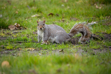 Eye contact with single adorable grey squirrel in greenwich park, London, UK, England