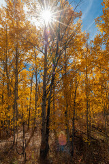 autumn in the forest