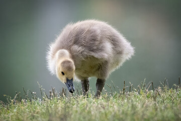 Cute baby Canada Goose