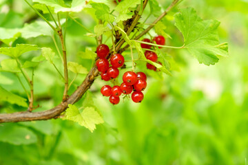 Obraz premium Branch with berries fresh ripe red currant in a garden. Summer time. Selective focus