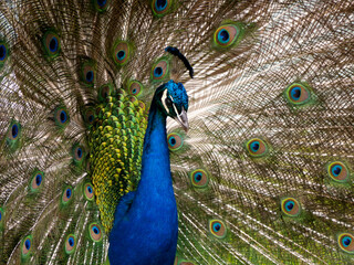 Fototapeta na wymiar close up of peacock, with tail feathers proudly on display