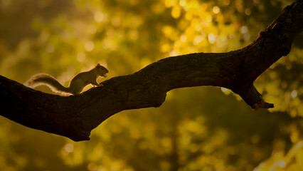 squirrel holding an a acorn on an oak tree branch. backlit image taken on a warm autumn evening in...