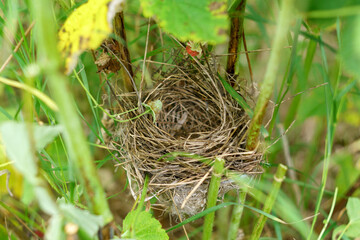 birds nest on the branch Old birds nest, built of scrap grass and twigs. Selective focus