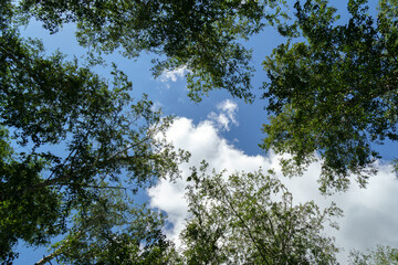 Trees with green leaves in the forest, looking up. Nature, background, copy space