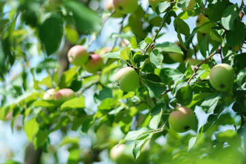 Harvest time ripe apples on a branch of an apple tree on a fruit meadow. Selective focus