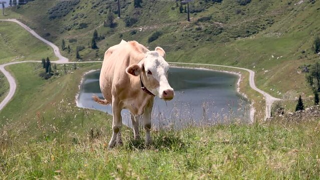 Brown Domesticated Cattle Grazing on Grass in Austria. Alpine Cow with Lake in Flachau.