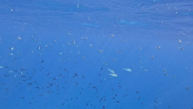 Underwater View of Shoal of Fish in Maldives. Under Surface of Indian Ocean. Aquatic Animals in Laccadive Sea.