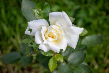 Yellow rose on white tulip