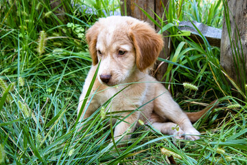 Puppy playing on green grass