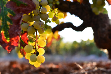 bunch of white muscatel grapes hanging on vine plant