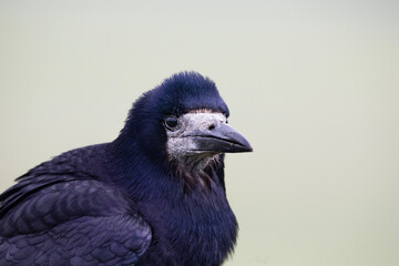 close up of a rook