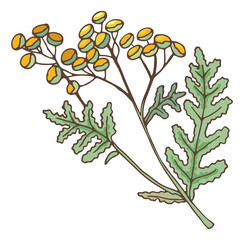 Tansy herb branch. Cow bitter plant with golden buttons flowers