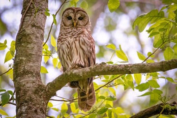 Barred Owl in Hayes Nature Preserve
