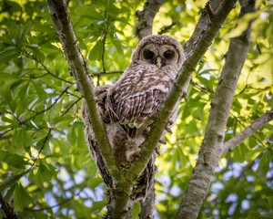 Baby Barred Owlets peaking from the trees in Hayes Nature Preserve