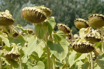 Dried ripe sunflowers on a sunflower field in anticipation of the harvest . Tuscany, Italy