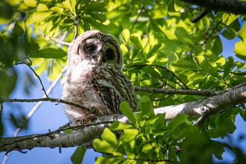 Baby Barred Owlet peaking from the trees in Hayes Nature Preserve