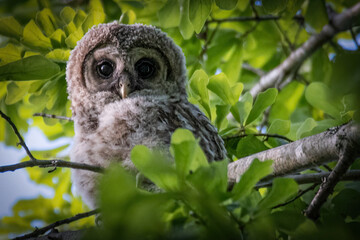 Baby Barred Owlet peaking from the trees in Hayes Nature Preserve