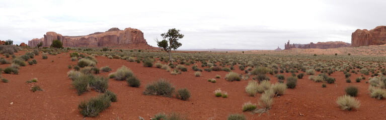 Wüste / Arizona USA
