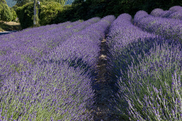 Slooping lavender fields with leading lines in France