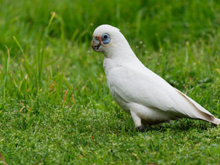 Long-billed Corella (Cacatua tenuirostris) wandering about on green grass looking for food.