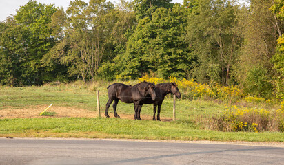 Fototapeta na wymiar Two black horses standing in a pasture behind a fence with trees in the background on a sunny day in Amish country, Ohio