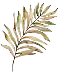 watercolor tropical boho plant illustration