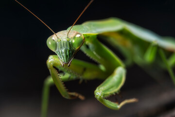 green praying mantis close up ready to hunt