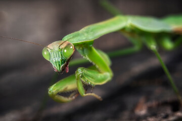 Praying Mantis Close Up