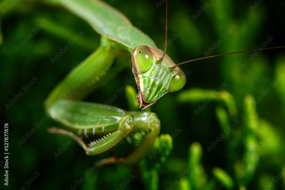 Wall mural praying mantis on green leaf close up