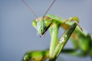 green praying mantis close up of head - obrazy, fototapety, plakaty