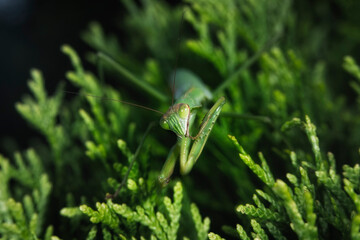close up of a Praying Mantis with green background