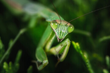 praying mantis on a leaf macro