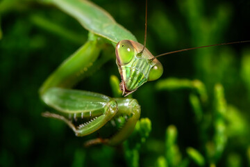 praying mantis on green leaf close up - obrazy, fototapety, plakaty