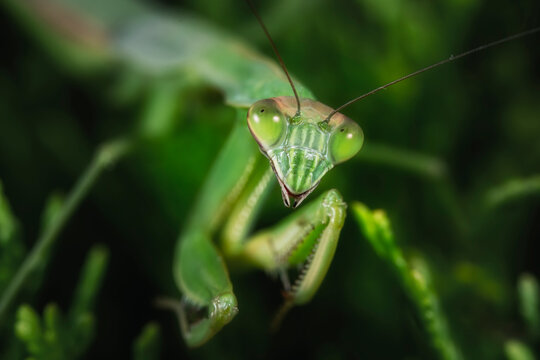 praying mantis on a leaf macro