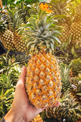 Hand holding a pineapple, food concept.