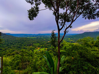 landscape with trees