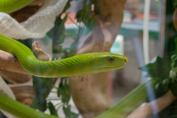 Serpent dans son vivarium