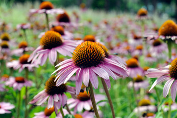 Echinacea purpurea, on a background of green grass.