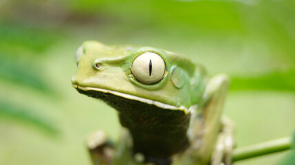 phyllomedusa burmeisteri