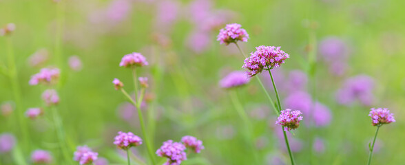 Closeup of pink purple flower under sunlight with copy space using as background natural plants landscape, ecology wallpaper cover page concept.