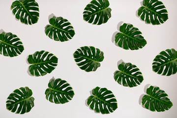 Pattern tropical leaves philodendron monstera on yellow background. Flat lay, top view © BobyMay Studio