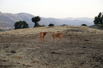 becerros sueltos en la dehesa de montaña