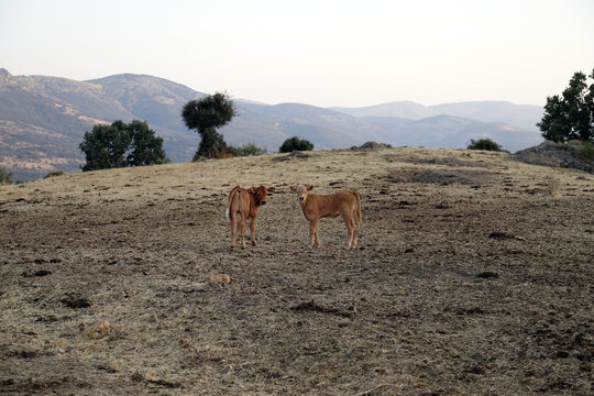 becerros sueltos en la dehesa de monta&ntilde;a