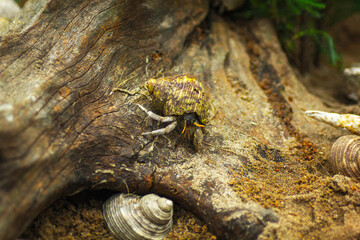 Hermit Crab from Caribbean Sea, crab in shell walking on the beach